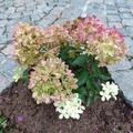 Hydrangea paniculata LITTLE XS ROSE LOVE