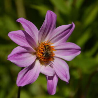 Dahlia 'Bishop of Leicester'