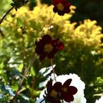 Cosmos x Dahlia 'Mexican Star' - Cosmosdahlia