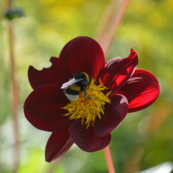 Cosmos x Dahlia 'Mexican Star'