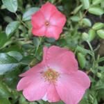 Rosa canina - Hondsroos