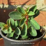 Peperomia verticillata 'Red Log' - Peperomia