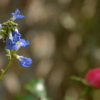 Salvia uliginosa