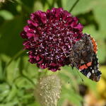 Scabiosa atropurpurea 'Summer Berries' - Duifkruid/Schurftkruid