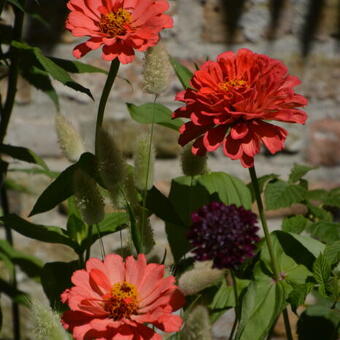 Zinnia