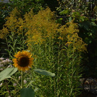 Helianthus annuus