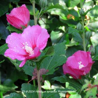 Hibiscus syriacus 'Russian Violet'