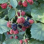 Rubus fruticosus 'Chester Thornless' - Braambes - Rubus fruticosus 'Chester Thornless'