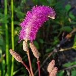 Sanguisorba hakusanensis 'Lilac Squirrel' - Pimpernel