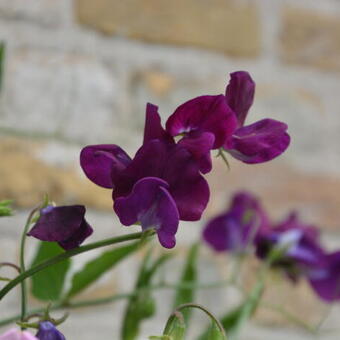 Lathyrus odoratus