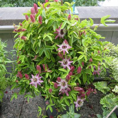 Passiebloem - Passiflora caerulea 'Purple Haze'