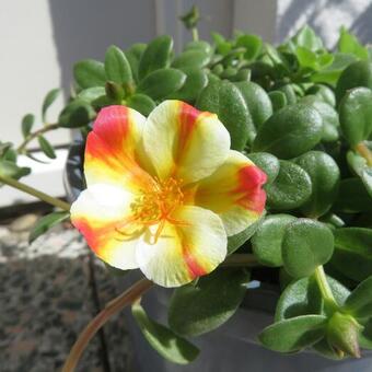 Portulaca umbraticola Kunth