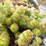 Crassula marnieriana 'Hottentot' - Kralenketting