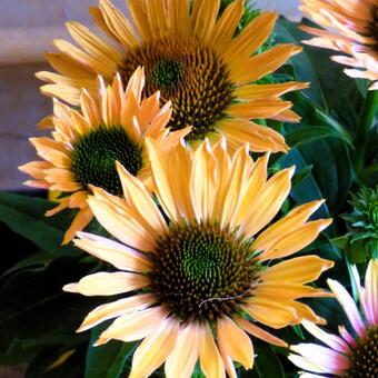 Echinacea SUNSEEKERS 'Pumpkin Pie'