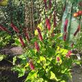 Persicaria amplexicaulis 'Black Adder'