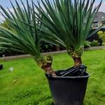 Palmlelie - Yucca gloriosa