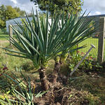 Palmlelie - Yucca gloriosa