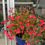 Begonia 'Dragon Wing Red' - Begonia