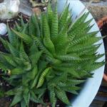 Haworthia limifolia - Haworthia limifolia