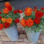 Tagetes patula 'Strawberry Blonde' - Afrikaantjes