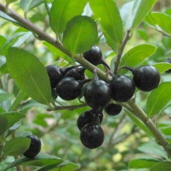 Ilex crenata 'Convexa'