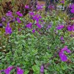 Salvia microphylla 'Salvinio Lilac' - Salie - Salvia microphylla 'Salvinio Lilac'