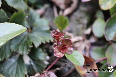 Bloemen & Planten