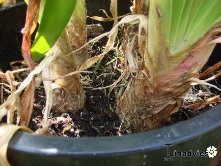 Bloemen & Planten