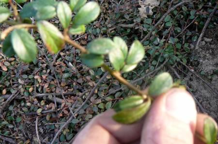 Allerlei Vragen ivm de Tuin