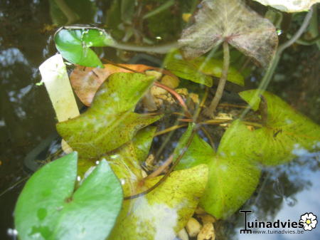 Tropische Planten & Kamerplanten