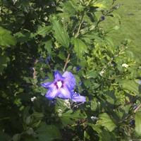 Border Violetblauw
