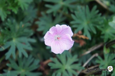 Bloemen & Planten