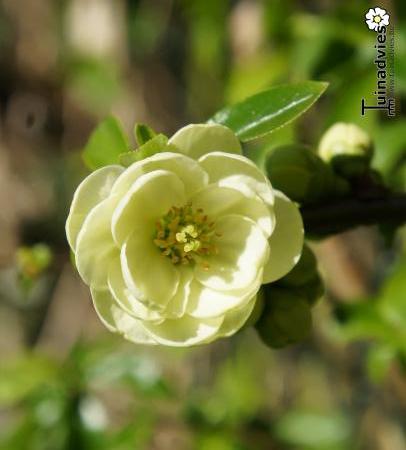 Bloemen & Planten