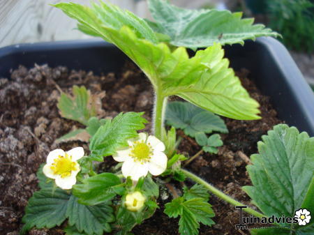 Planten & Tuinbenodigdheden