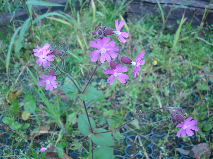 Bloemen & Planten