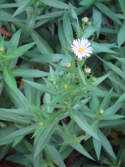 Bloemen & Planten