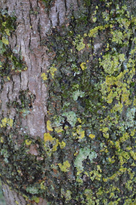 Struiken & Bomen