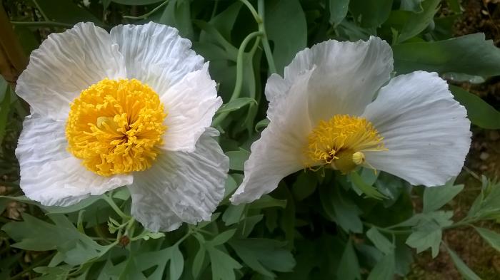 Allerlei Vragen ivm de Tuin