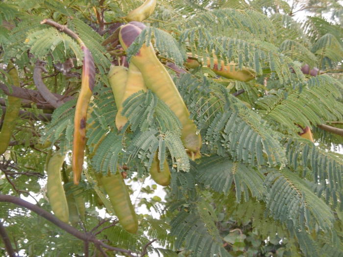 Tropische Planten & Kamerplanten