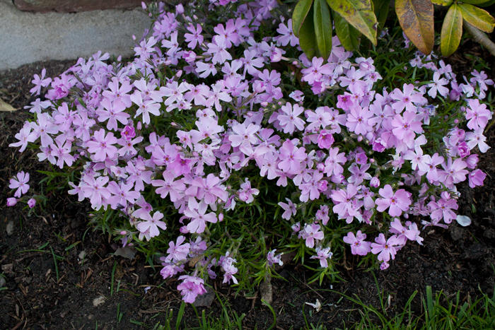 Bloemen & Planten