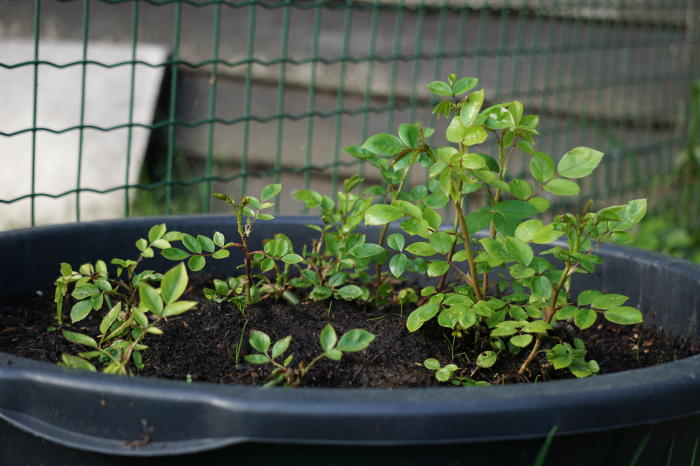 Bloemen & Planten