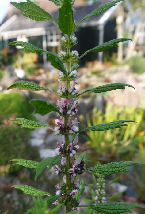 Bloemen & Planten