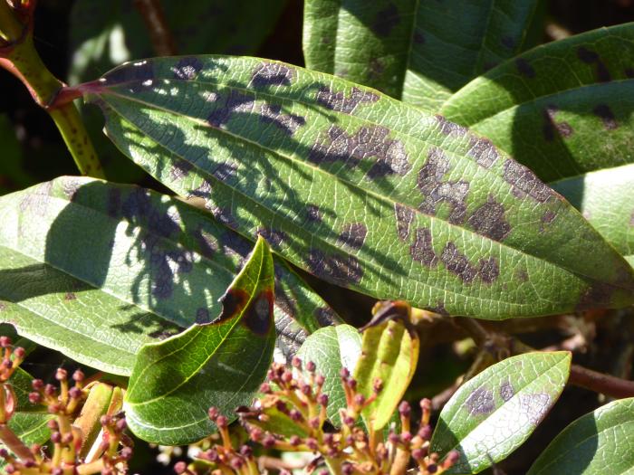 uitdrukking telefoon Hoogland Zwarte vlekken op bladeren van Viburnum Davidii - Bloemen & Planten - Forum  - Tuinadvies