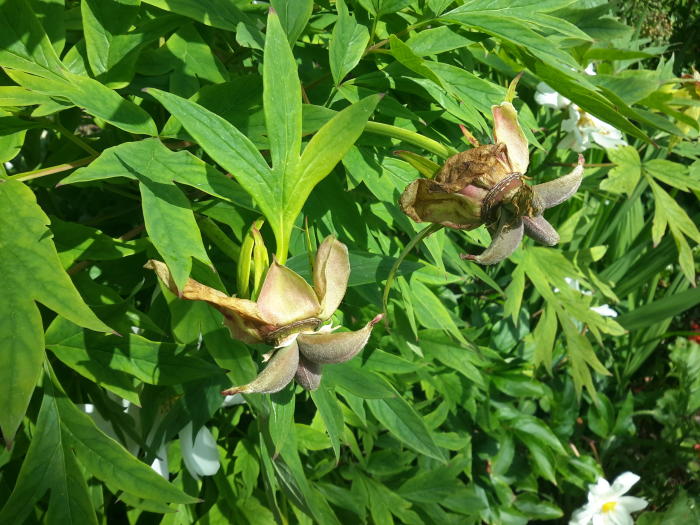 Bloemen & Planten