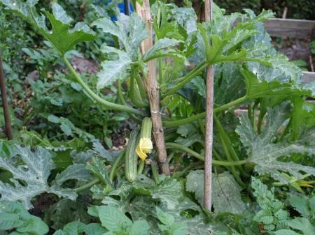 Foto's van uw Tuinplanten