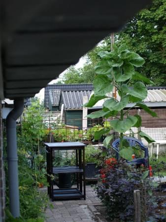 Foto's van uw Tuinplanten