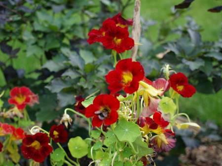 Foto's van uw Tuinplanten