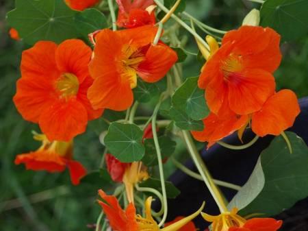 Foto's van uw Tuinplanten