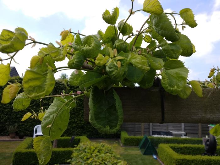 Struiken & Bomen