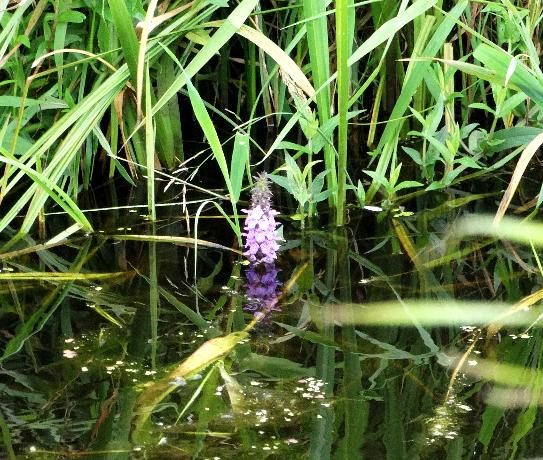 Bloemen & Planten